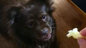 魔兽吃瓜狗子,吃瓜狗子带你领略奇幻冒险之旅