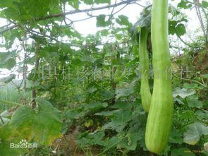 扻瓜怎么吃,解锁夏日清新口感