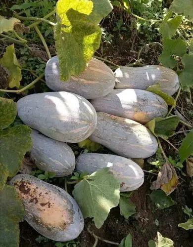 云南吃瓜在线视频,揭秘云南特色美食背后的故事