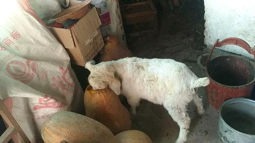 小羊吃瓜吗,探索羊儿吃瓜的奇妙世界