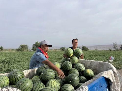 张川吃瓜,揭秘娱乐圈幕后故事