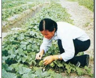 遗忘 吃瓜,揭秘遗忘背后的心理奥秘