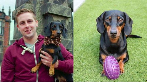 吃瓜狗图,揭秘网络热图的趣味与内涵