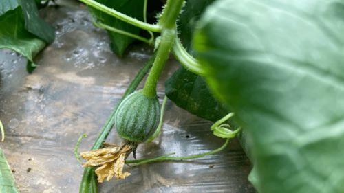 种植的瓜怎么吃