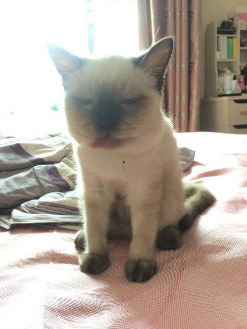 小猫打架吃瓜图片