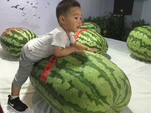 临淄吃瓜事件,一场引发全民热议的网络狂欢