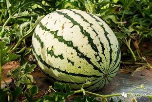 泉泉吃瓜,揭秘娱乐圈那些不为人知的幕后故事