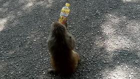 王者吃瓜俄罗斯,揭秘俄罗斯电竞圈的神秘面纱