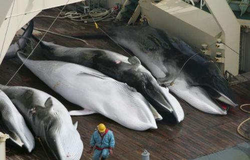 母鲸吃瓜,探索鲸鱼与西瓜的奇妙邂逅