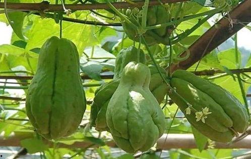 白天睡觉梦见吃瓜