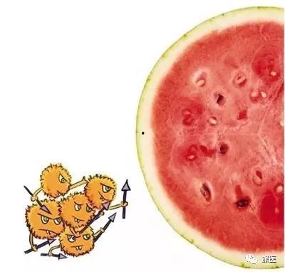 梦到了吃坏瓜,瓜果盛宴背后的神秘启示